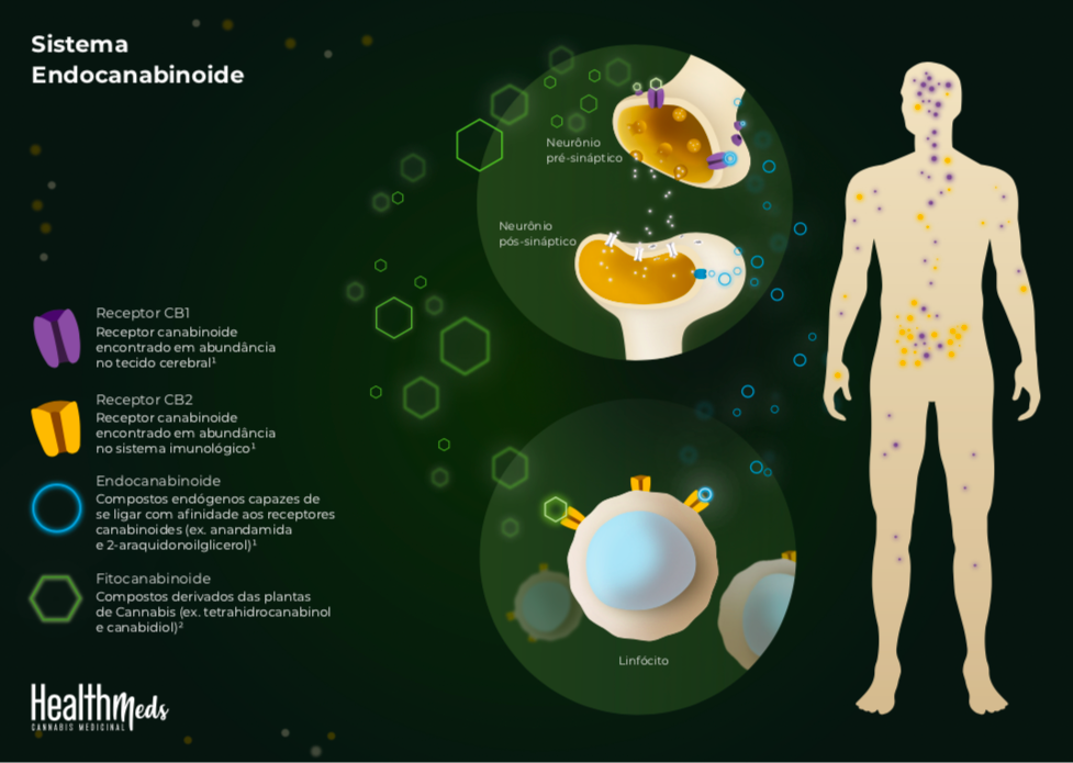 Sistema Endocanabinoide Sistema Endocanabinoide
